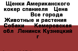 Щенки Американского кокер спаниеля › Цена ­ 15 000 - Все города Животные и растения » Собаки   . Кемеровская обл.,Ленинск-Кузнецкий г.